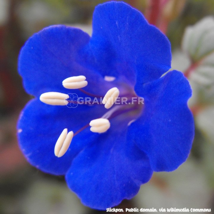 Phacelia campanularia, Bluebell Phacelia, Desert Canterbury Bells image